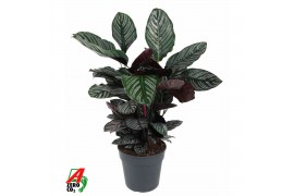 Calathea Calathea Ornata2 pp zonder bloem bl.