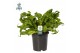 Asplenium antiquum hurricane Asplenium Hurricane - Air So Pure 