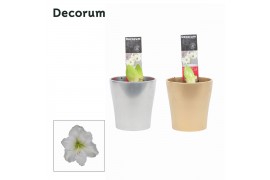 Hippeastrum Amaryllis Wit 2 Knop Amy KERST (Decorum)2 tak/plnt