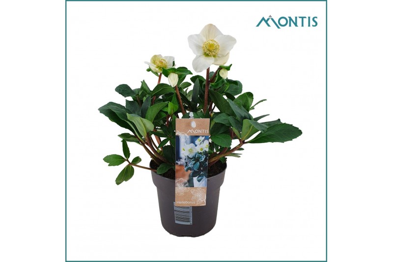 Helleborus niger christmas carol Helleborus Christmas Carol 15 cm Larg 