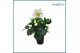 Helleborus niger christmas carol Helleborus Christmas Carol 6 cm XL 8  