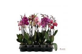 Phalaenopsis mix Phalaenopsis mix - 2 tak 50cm 12 bl. 2 tak/plnt