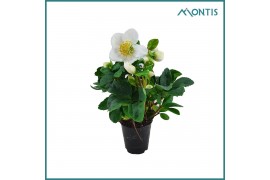 Helleborus niger christmas carol Helleborus Christmas Carol 6 cm XXL 1
