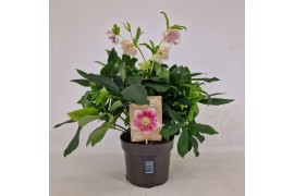 Helleborus orientalis Helleborus Orientalis VIV Double Flowered Bicolo