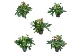 Helleborus orientalis Helleborus Orientalis VIV Single & Double Flower