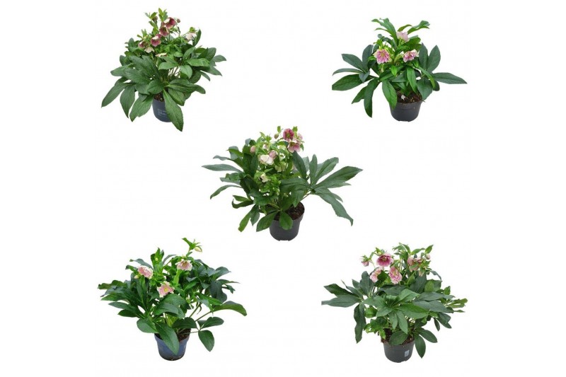 Helleborus orientalis Helleborus Orientalis VIV Single & Double Flower 