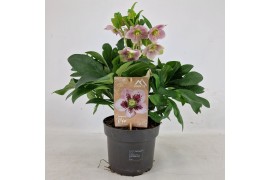 Helleborus orientalis Helleborus Orientalis VIV Single Flowered Bicolo