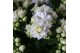 Kalanchoe skydive Kalanchoe Moments - White with glitter - kerst 1 pp  