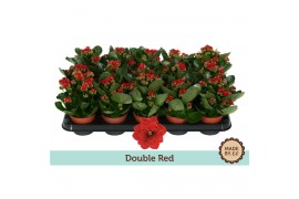Kalanchoe blossfeldiana gevuld rubio red Kalanchoë Double Red - no sle