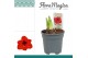 Hippeastrum Amaryllis Royal Red 2 Knop 2 tak/plnt 
