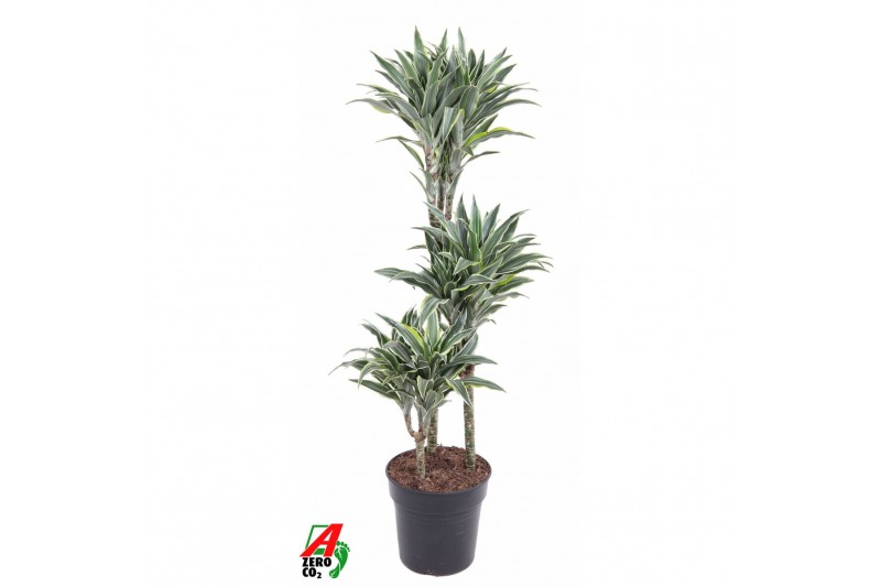 Dracaena fragr. compacta surprise Dracaena Surprise 60-30-153 pp 