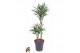 Dracaena fragr. compacta surprise Dracaena Surprise 45-152 pp 
