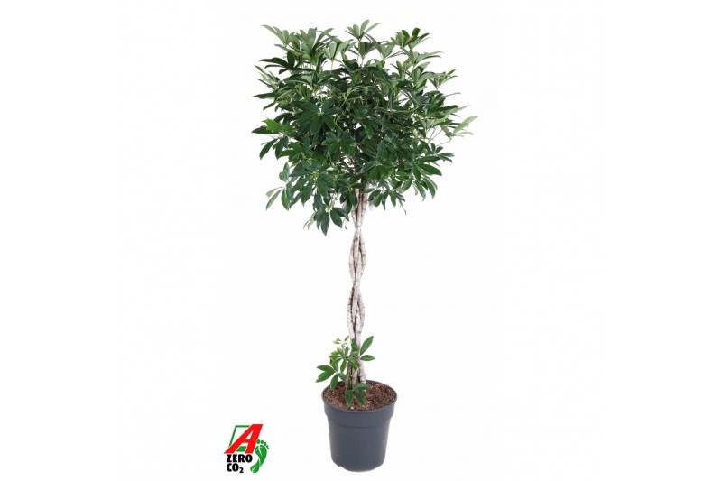 Schefflera arboricola compacta Schefflera Compacta gevlochten stam P31 
