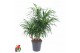 Dracaena reflexa anita Dracaena Anita variegata vertakt P211 pp 