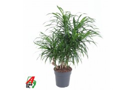 Dracaena reflexa anita Dracaena Anita variegata vertakt P211 pp