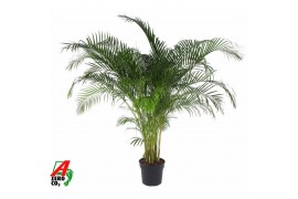 Dypsis lutescens Dypsis Lutescens(Areca) P4020 pp