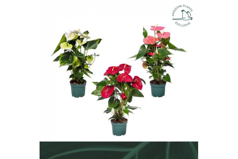 Anthurium andr. mix 4 kleuren Anthurium mix 17cm 4 kleuren6 bl. 