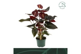 Anthurium andr. delicata Anthurium Delicata 17cm6 bl.