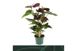 Anthurium andr. essencia Anthurium Essencia 12cm5 bl.