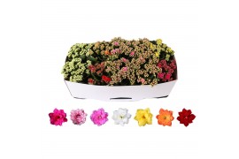 Kalanchoe blossfeldiana rosalina gemengd Kalanchoe Rosalina 12cm mix, 