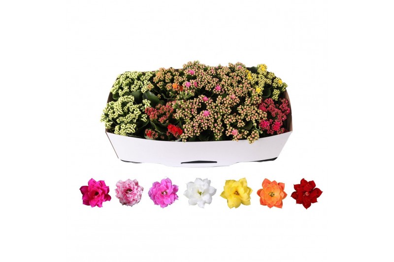 Kalanchoe blossfeldiana rosalina gemengd Kalanchoe Rosalina 12cm mix,  