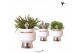 Rhipsalis mix Kolibri Greens Rhipsalis mix in Le Chic pot silver1 pp 