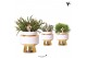 Rhipsalis mix Kolibri Greens Rhipsalis mix in Le Chic pot gold1 pp 