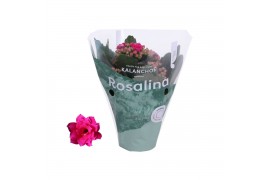 Kalanchoe blossfeldiana rosalina don victorio Kalanchoe Rosalina 07cm 