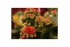 Kalanchoe blossfeldiana gevuld rubio red Kalanchoe Double Red + Gold G 