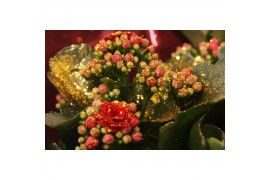 Kalanchoe blossfeldiana gevuld rubio red Kalanchoe Double Red + Gold G