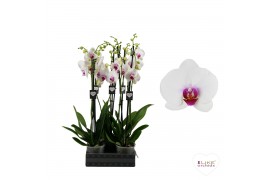 Phalaenopsis wit red lips Phalaenopsis Scarlion - 3 tak 80cm 22 bl. 3 