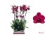 Phalaenopsis anthura montreux Phalaenopsis Montreux - 2 tak 80cm 12 bl 