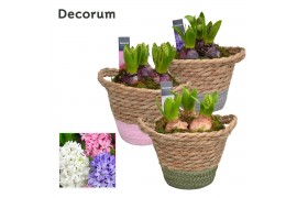 Arrangementen hyacinthus Hyacint Basket Colour HL14860 [LOVELY COLORS]
