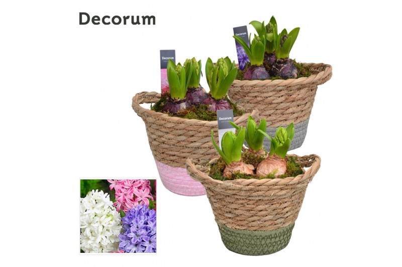Arrangementen hyacinthus Hyacint Basket Colour HL14860 [LOVELY COLORS] 