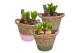 Arrangementen hyacinthus Hyacint Basket Colour HL14860 [LOVELY COLORS] 