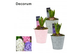 Arrangementen hyacinthus Hyacint Blooming HL14690 [LOVELY COLORS] 1 pp