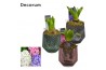 Arrangementen hyacinthus Hyacint Glas 3 kleuren HL13080 [LOVELY COLORS