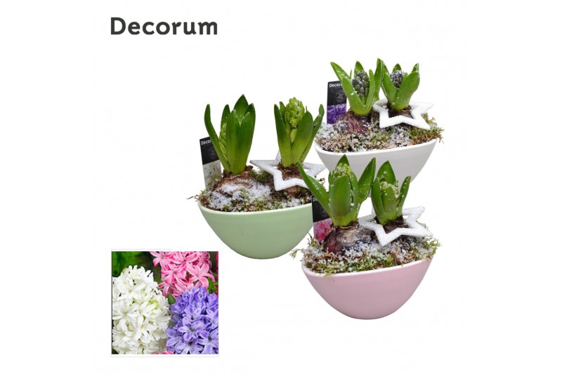 Arrangementen hyacinthus Hyacint Lynn HL17342 [LOVELY COLORS] 2 pp 60  