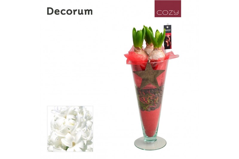 Arrangementen hyacinthus Hyacint Lincoln HL15016WP [COZY] 3 pp 75 bl.  