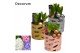 Arrangementen hyacinthus Hyacint Tri-color Gold Maxi HL11202 [SHINY &  