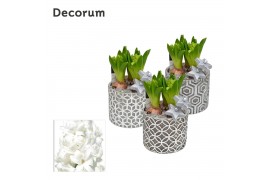 Arrangementen hyacinthus Hyacint Shino HL16272WP [BLACK & WHITE] 3 pp 
