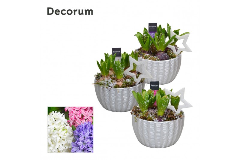 Arrangementen hyacinthus Hyacint Ribbel Schaal HL12192 [SHINY & SPARKL 
