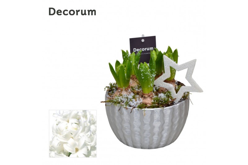 Arrangementen hyacinthus Hyacint Ribbel Schaal HL12192WP [BLACK & WHIT 