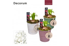 Arrangementen hyacinthus Hyacint Lucia HL19886WP [COZY] 1 pp 30 bl. 1 