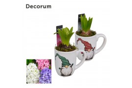 Arrangementen hyacinthus Hyacint Mok Gnoom HL13092 [PURE] 1 pp 30 bl. 