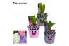 Arrangementen hyacinthus Hyacint Rudolph the Reindeer HL13992 [LOVELY 