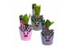Arrangementen hyacinthus Hyacint Rudolph the Reindeer HL13992 [LOVELY  