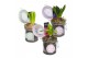 Arrangementen hyacinthus Hyacint Weckpotje HL13040 [LOVELY COLORS] 1 p 