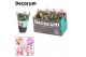 Schlumbergera mix 5 kleuren CINQOLORE - Decorum 100 bl. 