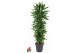 Dracaena fragr. cintho Dracaena Cintho vertakt P34pp 